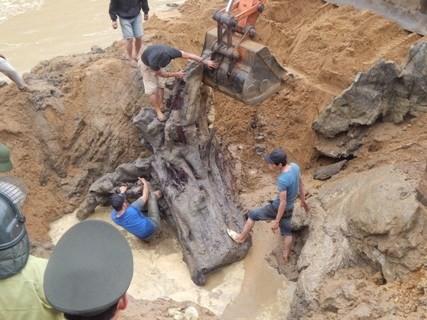 Sau nhiều nỗ lực gốc gỗ sưa được phát hiện dưới ngầm suối Tróoc đã được đưa lên an toàn