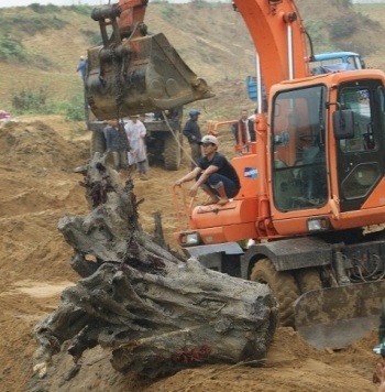 Trước đó và tháng 2/2014 cha con ông Nguyễn Văn Thời đã phát hiện một gốc gỗ sưa lớn ở ngầm suối tróoc, xã Phúc Trạch, huyện Bố Trạch, Quảng Bình hàng nghìn người dân cũng đã kéo về đây tìm vận may