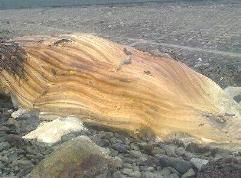 Xác con cá voi nặng khoảng 3 tấn, dài gần 10m được phát hiện dạt vào bờ biển xã Kỳ Lợi ( ảnh TĐ)