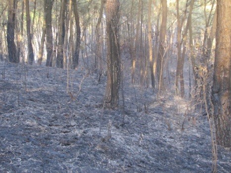 Khu vực rừng thông tại xóm 10, xã Đức Dũng, huyện Đức Thọ bị cháy và ngày 1/9, nơi ông Tường tham gia chữa cháy dẫn đến kiệt sức (ảnh Chi cục Kiểm lâm Hà Tĩnh cung cấp)