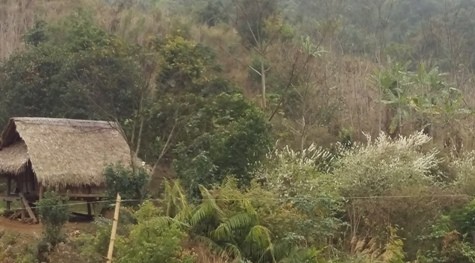 Những cây mơ cũng đã nở hoa trắng xóa trên những bản làng đồng bào H&apos;Mông vùng Xứ Nghệ (ảnh Xuân Hòa)