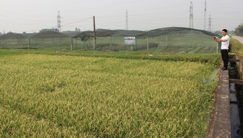 Việc xả khí thải độc hại đã làm hơn 4000m2 lúa và hoa màu của người dân bị cháy sém lá không có khả năng phục hồi, nhiều người dân hít phải khí thải dẫn đến hiện tượng tức ngực, khó thở (ảnh KT)