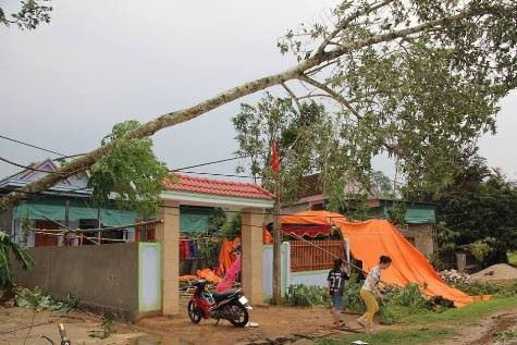 Cây lớn bị gió lốc làm đổ ngã chắn ngang đường vào nhà dân tại huyện Quế Phong (ảnh Nguyễn Cường)