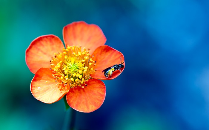 Ảnh macro hoa, chụp bởi Canon EOS 5D Mark II.