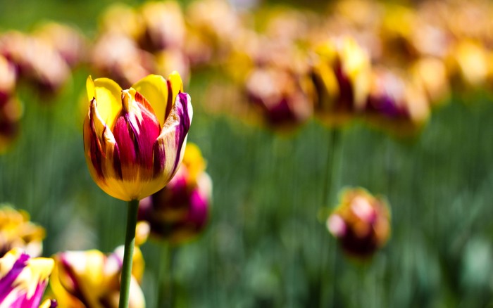Hoa tulip chụp cần cảnh bằng Canon EOS 50D, Canon EF 50mm f/1.8 II.
