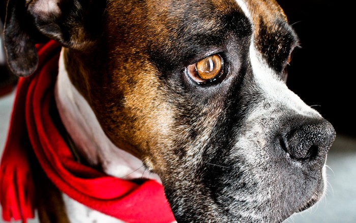 Một chú chó Boxer cuốn trên cổ chiếc khăn đổ trong ngày đông giá rét. Ảnh chụp bởi Canon EOS Rebel T3i.