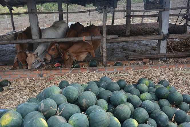 Tháng 2 năm 2016, bà con trồng dưa ở Gia Lai phải mang dưa cho bò ăn vì giá rớt, bán ế không ai mua. Ảnh của thanhnien.vn