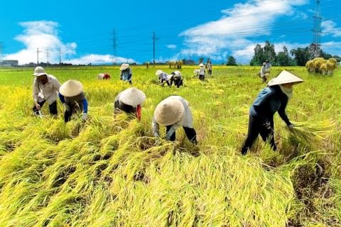 Người Việt cần cù, hiếu học mà sao vẫn cứ phải bán mặt cho đất, bán lưng cho trời? (Ảnh minh họa trên vtc.vn)