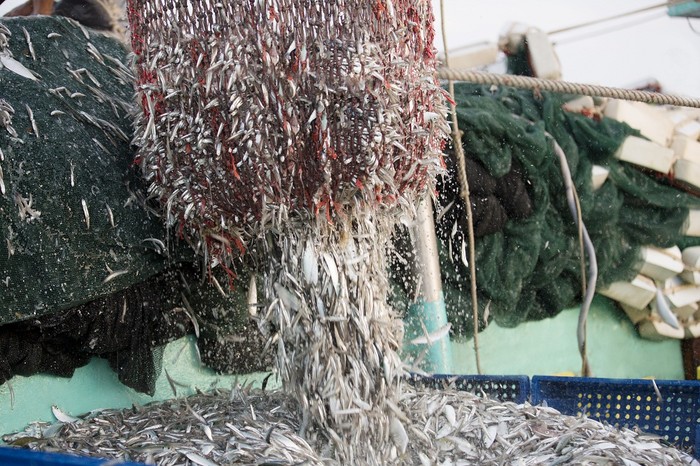 Cá cơm Phú Quốc nguồn nguyên liệu cho nước mắm thơm ngon.