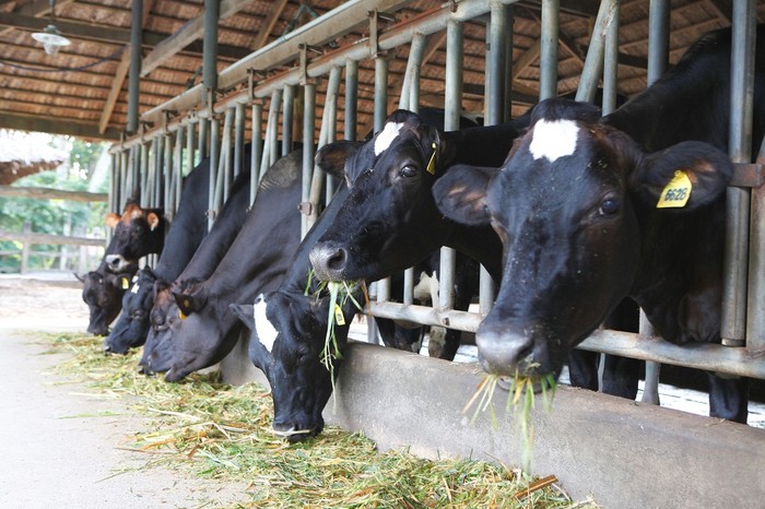 FrieslandCampina Việt Nam song hành cùng nông dân hơn 20 năm qua để tạo ra những giọt sữa tươi chất lượng cao.