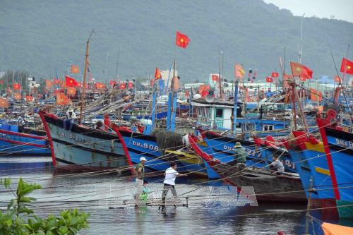 Các tàu cá neo đậu tại âu thuyền Thọ Quang được chằng buộc cẩn thận. Ảnh: Trần Lê Lâm/TTXVN