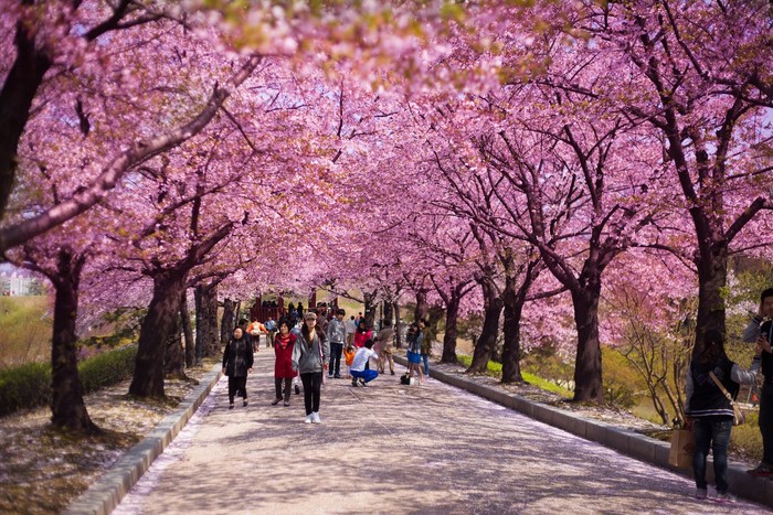 Tháng 4 tới đây du khách có thể trải nghiệm loại hình du lịch bằng máy bay riêng tới đất nước Hàn Quốc ngắm hoa anh đào đẹp nhất trong năm.