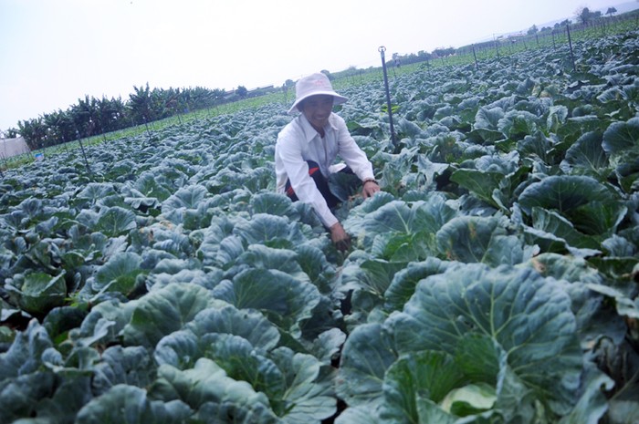 Nông dân Nguyễn Thanh Nhàn trên trang trại rau của gia đình ông tại Đạ Ròn, Đơn Dương, Lâm Đồng. (Ảnh: P.V)