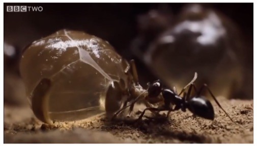 Kiến xâm lược cắn đứt khúc giữa kiến mật (ảnh BBC TWO)