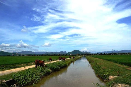 Ủy ban nhân dân huyện Quảng Ninh (Quảng Bình) đã yêu cầu hai hợp tác xã Thống Nhất và Hoàng Vinh chấm dứt việc thu phí chăn thả trâu bò. (Ảnh: H.P)