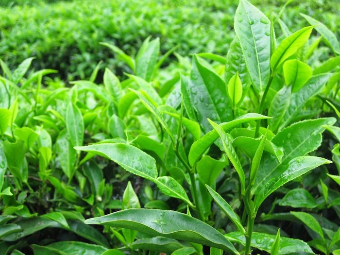 EGCG có trong trà xanh là chất chống oxi hóa mạnh.