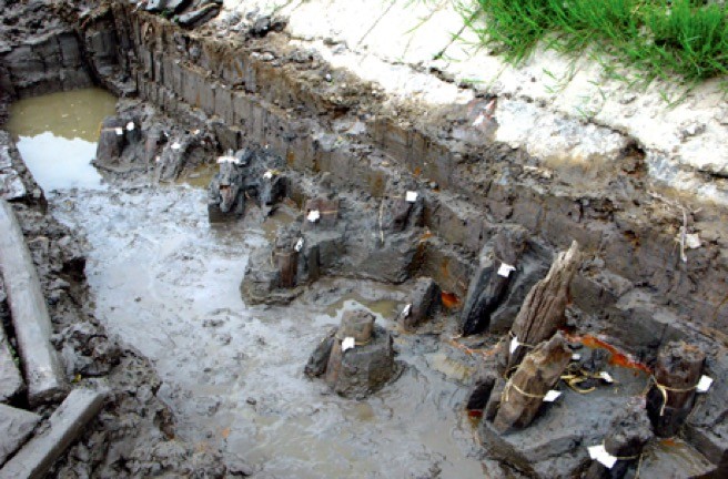 Dấu tích bãi cọc trận chiến Bạch Đằng năm 1288 tại hố khai quật di tích bãi cọc Đồng Má Ngựa, thuộc làng Hưng Học, phường Nam Hòa (Quảng Yên).