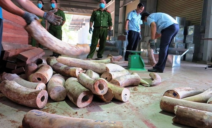 Lượng lớn ngà voi được để chung với gỗ xẻ thành phẩm. Ảnh: VGP