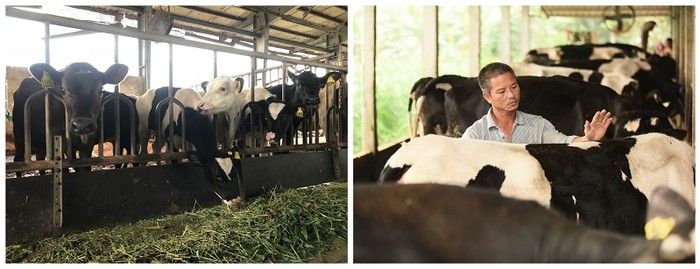 Chương trình thực hành chăn nuôi bò sữa tốt đã tạo được hiệu ứng tích cực và góp phần tạo sinh kế ổn định cho nông dân, cung cấp lượng sữa tươi đạt tiêu chuẩn Hà Lan
