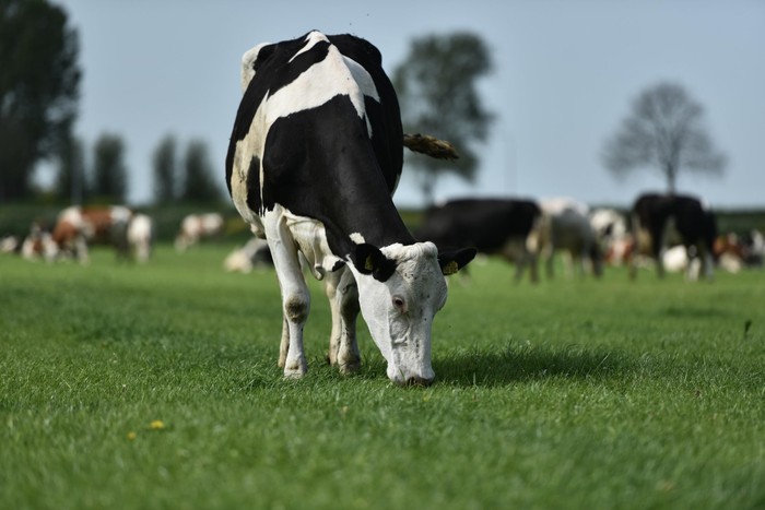 Chuẩn sản xuất sữa organic Hà Lan được đảm bảo nghiêm ngặt từ đồng cỏ, chuồng trại đến nhà máy