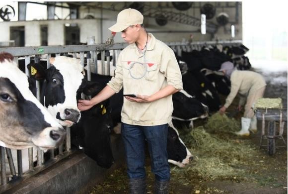 Ứng dụng My Dairy farm giúp số hóa chính xác dữ liệu trong quá trình chăm sóc đàn bò