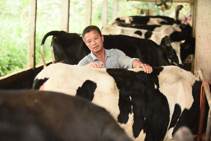 Đàn bò được chăm sóc cẩn thận để đảm bảo chất lượng sữa tốt nhất
