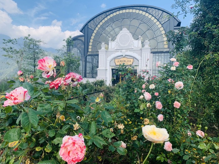Thung lũng hoa hồng tại khu du lịch Sun World Fansipan Legend đã bắt nầu bung nở chào đón du khách.