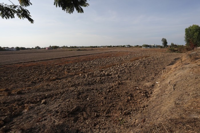 Những cánh đồng khô hạn tại Đồng bằng sông Cửu Long