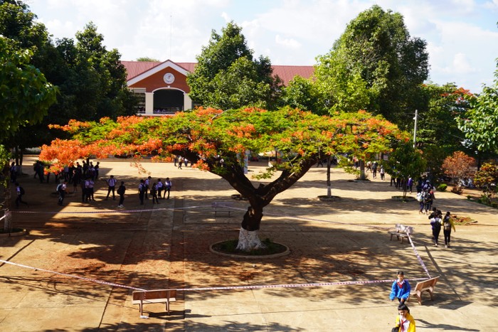 Cây phượng giữa sân trường Trung học cơ sở Trần Phú (Thành phố Pleiku, Gia Lai) đã được căng dây rào lại (Ảnh: Tuoitrethudo.com.vn)
