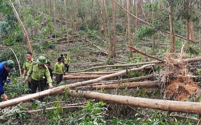 Rừng keo bị báo tàn phá ở Quảng Ngãi (Ảnh: T.M/Tuoitre.vn)