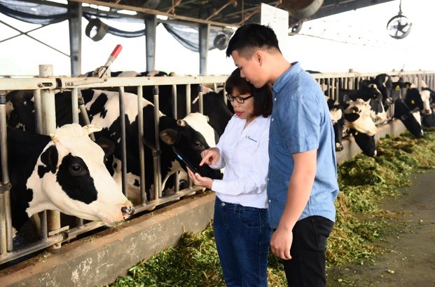 Gần 50% nhân viên cấp quản lý của FrieslandCampina Việt Nam là nữ. Trong ảnh, chị Khúc Thị Huê – Trưởng phòng phát triển ngành sữa đang hướng dẫn kỹ thuật cho nhân viên trang trại bò sữa tại Hà Nam.
