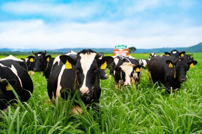 Bò được nuôi ở trang trại trên cao nguyên Gia Lai với tiêu chí 6S: Đất sạch, không khí sạch, nước sạch, cỏ sạch, nhiệt độ mát 21-25 độ C và thu hoạch sản lượng thấp chỉ 25 lít/ngày để bò giữ chất lượng sữa tốt nhất.