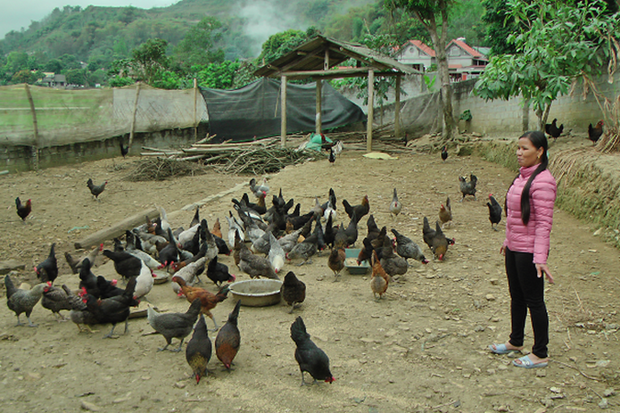 Mô hình chăn nuôi gà thả vườn của chị Sầm Thị Hoàn. (Nguồn: thiduakhenthuongvn.org.vn)