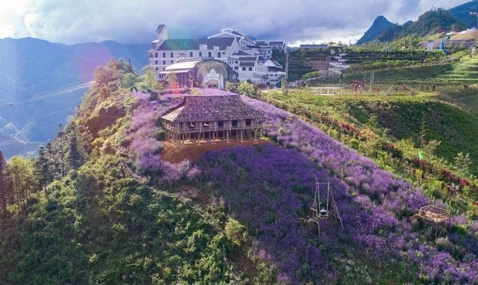 Ảnh đồi hoa tím mộng mơ tại Sun World Fansipan Legend – Nhiếp ảnh gia Phạm Bằng