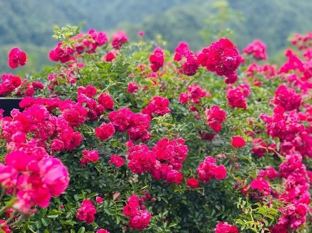 Thung lũng hoa hồng khổng lồ rộ nở tại Fansipan