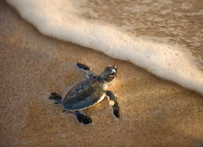 Bán đảo Hải Giang – Nơi đón rùa biển về đẻ trứng.