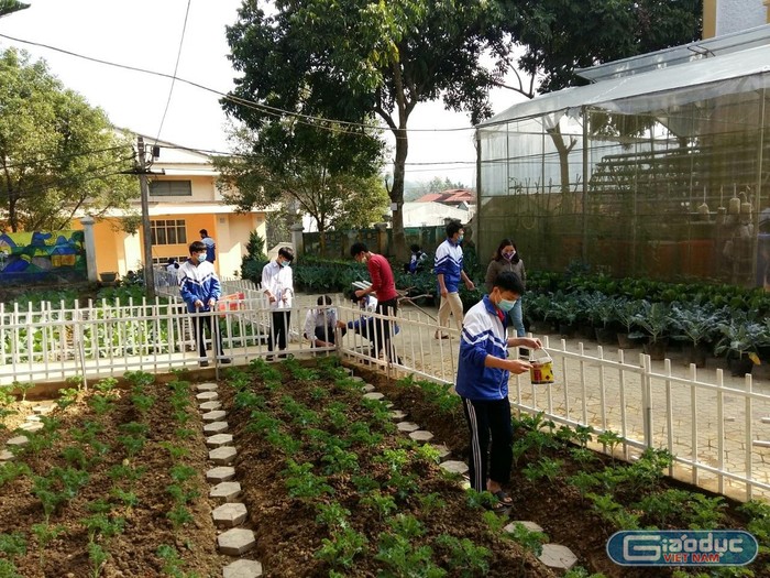 Học sinh tham gia làm rào vườn rau