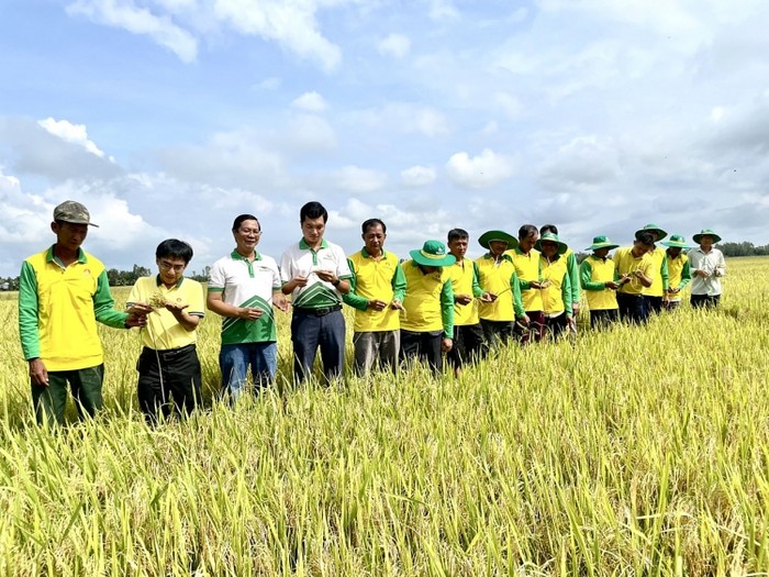 Người nông dân sử dụng Phân Bón Cà Mau, góp phần đảm bảo an ninh lương thực của đất nước