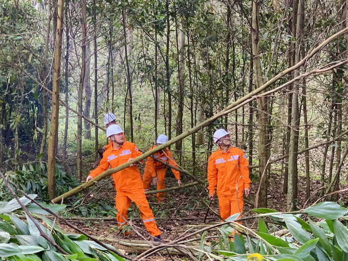 Công nhân Công ty Điện lực Thanh Hóa chặt tỉa cây giải phóng hành lang, đảm bảo an toàn lưới điện.