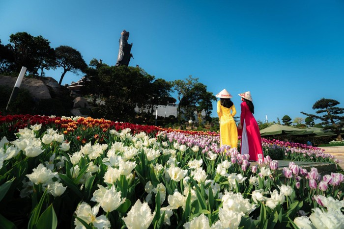 30.000 bông hoa tulip sẽ nở rộ trên núi Bà Đen đúng dịp 8/3.