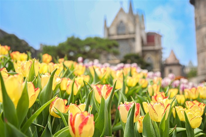 Đến thăm Sun World Ba Na Hills, du khách sẽ được chiêm ngưỡng hơn 100 ngàn bông hoa tulip rực rỡ với hơn 10 loại khác nhau, (1).jpg
