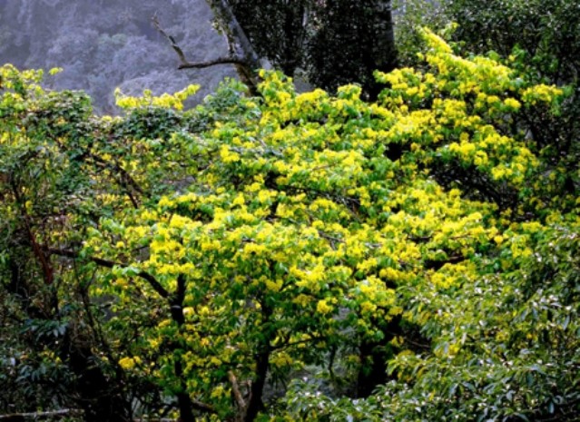 Từ tháng 1 đến tháng 4 du khách có thể được ngắm vẻ đẹp của hoa mai vàng nở rực bên các triền núi. Đây là giống mai quý hiếm của Yên Tử.