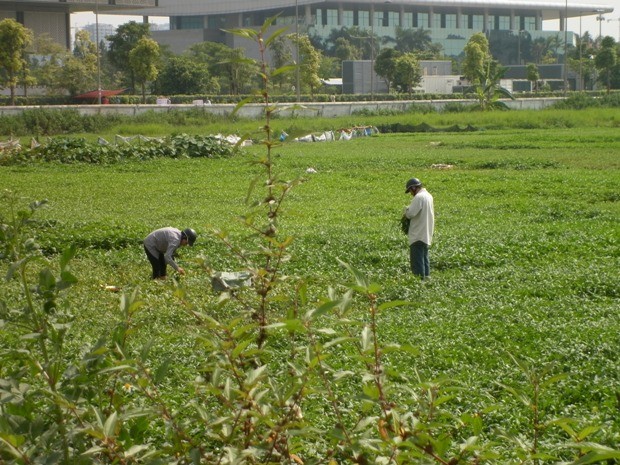 Người dân quanh khu vực này tranh thủ diện tích đất bỏ hoang để trồng rau muống, tăng thêm thu nhập.