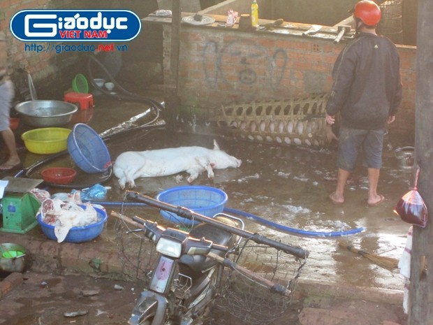 Nhiều lò giết mổ heo trái phép hoạt động chui trên địa bàn huyện Krông Năng