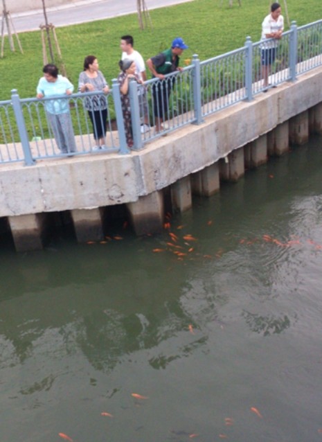 Một nhóm người đang ngắm đàn cá vàng bơi lội.