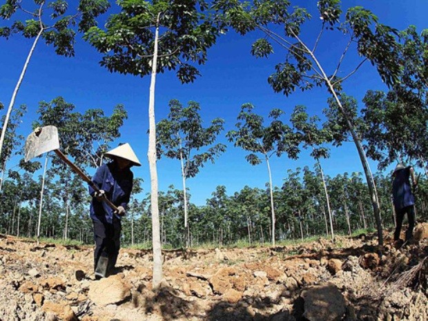 Công nhân của Tập đoàn Hoàng Anh Gia Lai đang chăm sóc cây cao su tại Attapeu, Lào - ảnh Minh Trần (Thanh Niên)