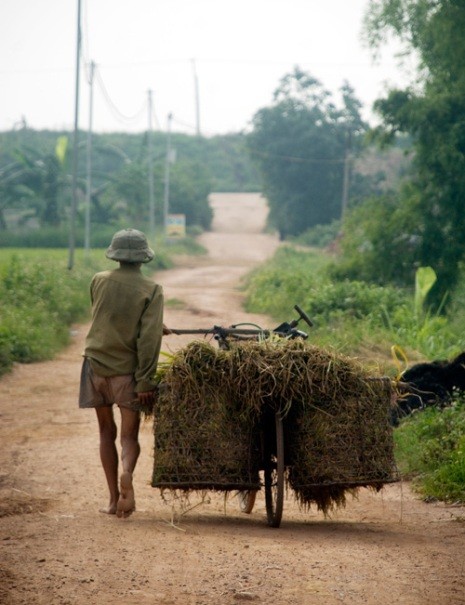 Một người dân xã Vân Côn - Hoài Đức đang oằn mình mang lúa về nhà bằng xe đạp. (Ảnh Quỳnh Anh - báo Infonet)