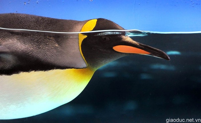 Một chú chim cánh cụt bơi trong bể nước ở Melbourne, Australia.