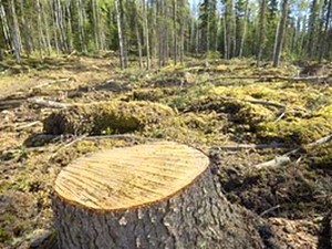 Nạn phá rừng đang đe dọa khí hậu, kinh tế, văn hóa của các cộng đồng người trên hành tinh. (Nguồn: Internet)