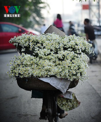 Những xe hoa cúc họa mi trắng xuất hiện đầy trên phố.